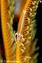 Amahusu - Ambon Crinoid Shrimp